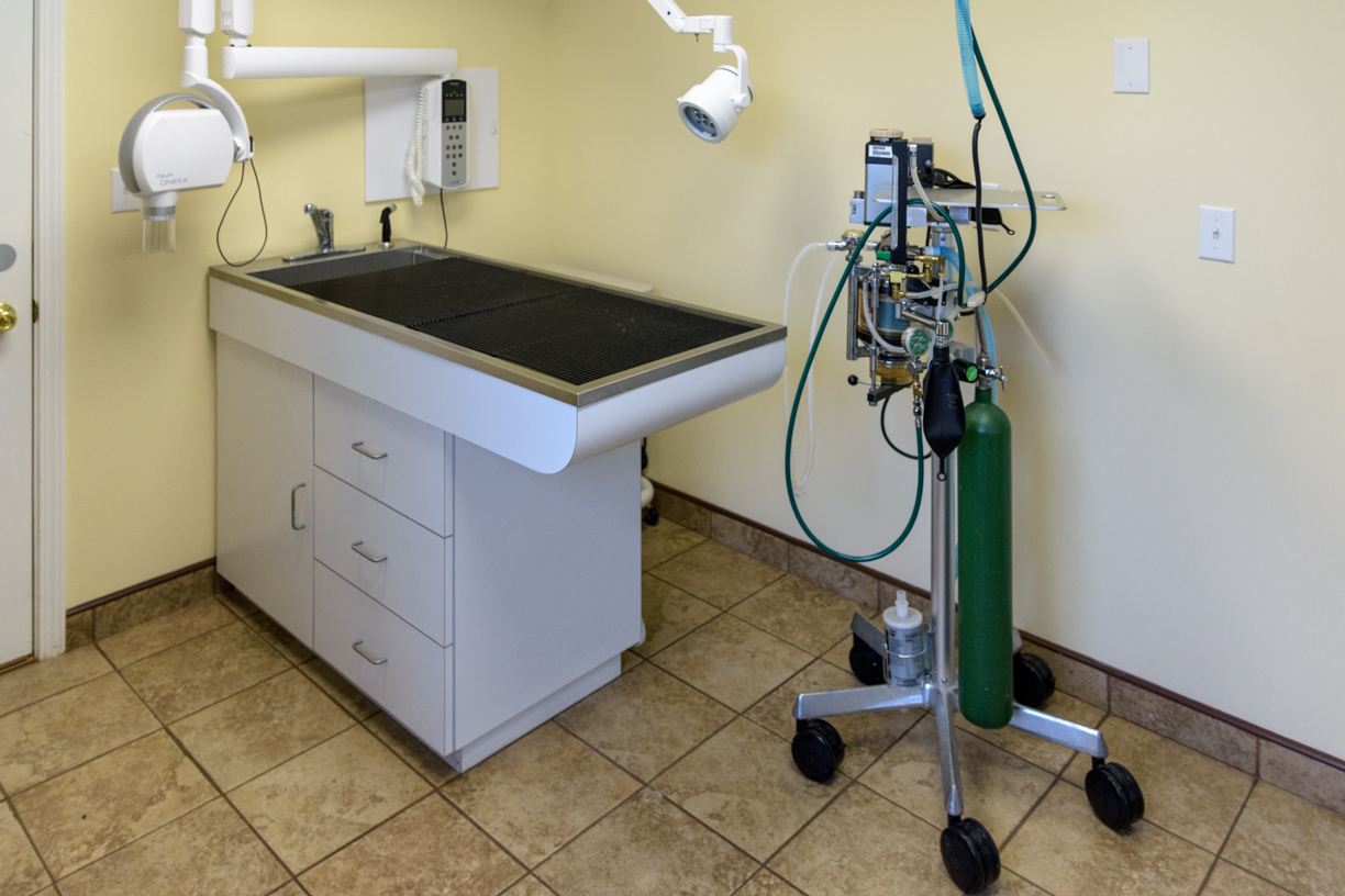 Veterinary Treatment Area - contains a special table for dental procedures